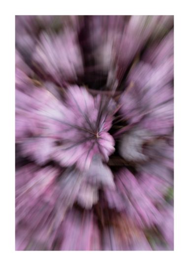 Blije, paarse bloemen in een vage, dromerige achtergrond.